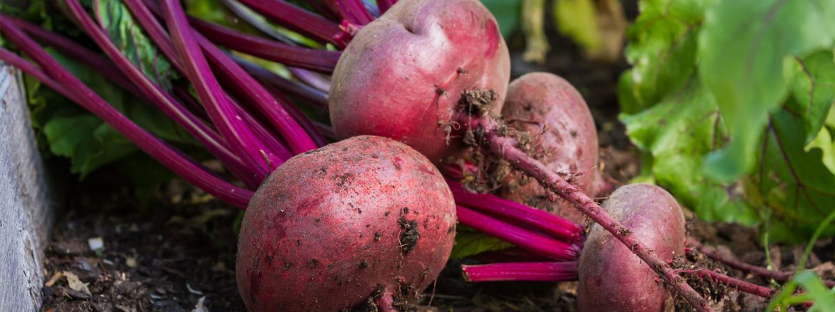 The Suprising Vegetables You Can Grown in Your Own Garden!